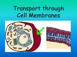 Transport through  Cell Membranes