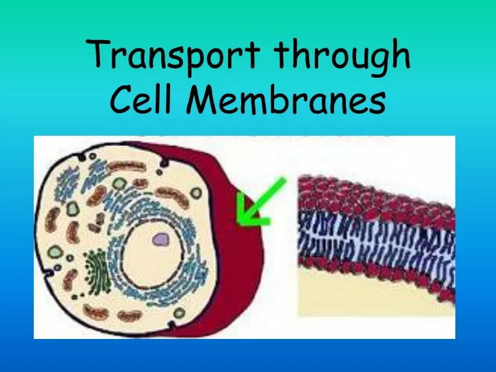 transport through cell membranes