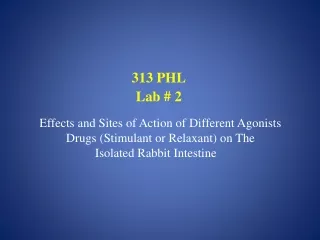 313 PHL Lab # 2