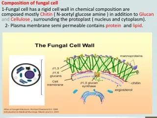 Composition of fungal cell