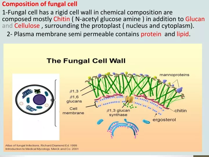 composition of fungal cell 1 fungal cell