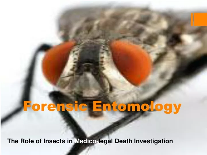 forensic entomology