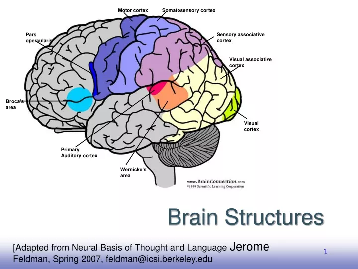 brain structures
