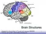 Brain Structures