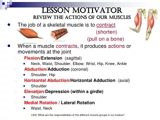 Lesson Motivator Review the actions of our Muscles