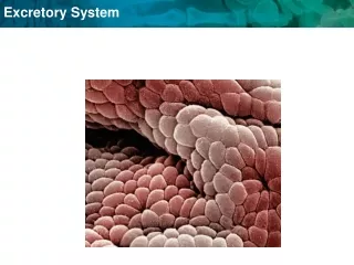 Function: The excretory system eliminates nonsolid wastes from the body.