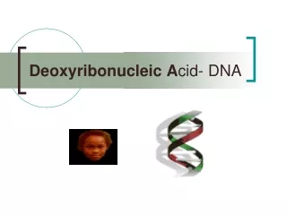 Deoxyribonucleic A cid- DNA