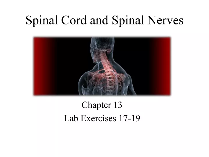 spinal cord and spinal nerves