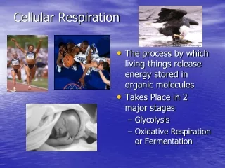 Cellular Respiration