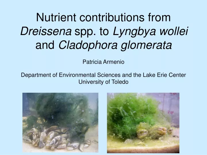 nutrient contributions from dreissena spp to lyngbya wollei and cladophora glomerata