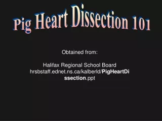 Pig Heart Dissection 101