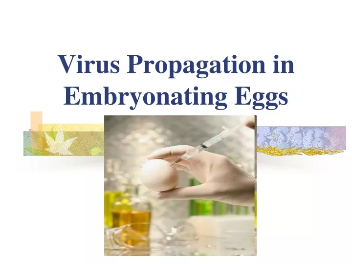 virus propagation in embryonating eggs