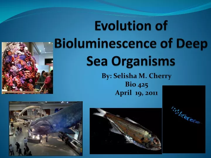 evolution of bioluminescence of deep sea organisms