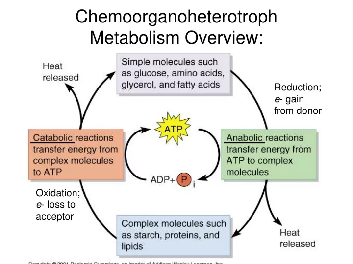 chemoorganoheterotroph metabolism overview