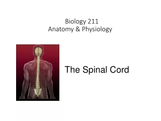 Biology 211 Anatomy &amp; Physiology  I