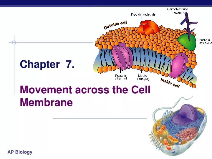 chapter 7 movement across the cell membrane