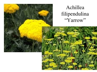 Achillea filipendulina “Yarrow”