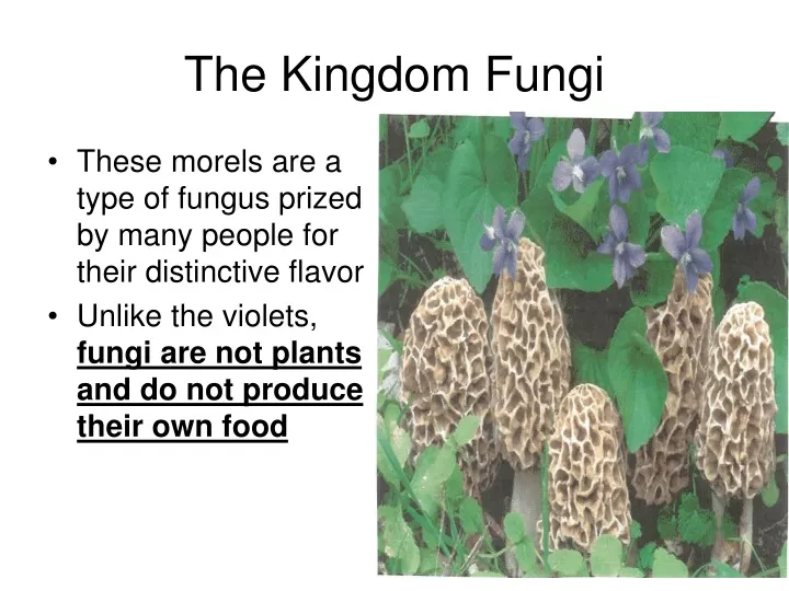 the kingdom fungi