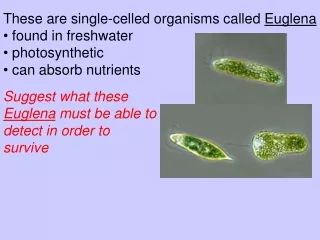 These are single-celled organisms called  Euglena  found in freshwater  photosynthetic