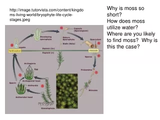 Why is moss so short? How does moss utilize water?