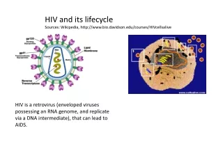 HIV and its lifecycle Sources: Wikipedia, bio.davidson/courses/HIVcellsalive