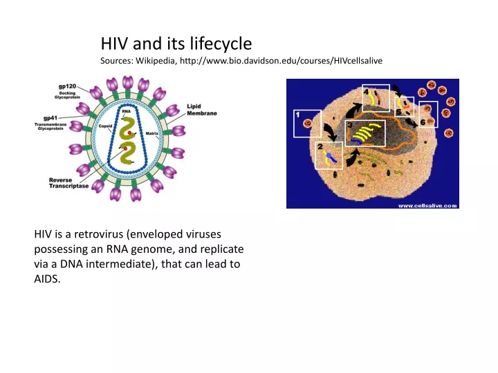 hiv and its lifecycle sources wikipedia http