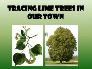 TRACING LIme TREES IN OUR TOWN