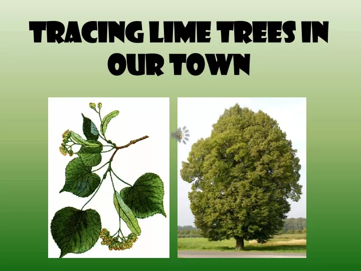 tracing lime trees in our town