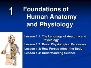 Foundations of Human Anatomy and Physiology
