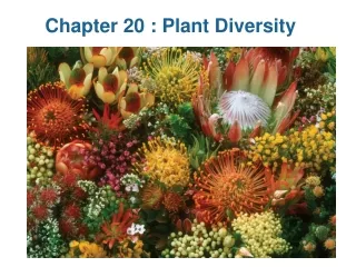 Chapter 20 : Plant Diversity