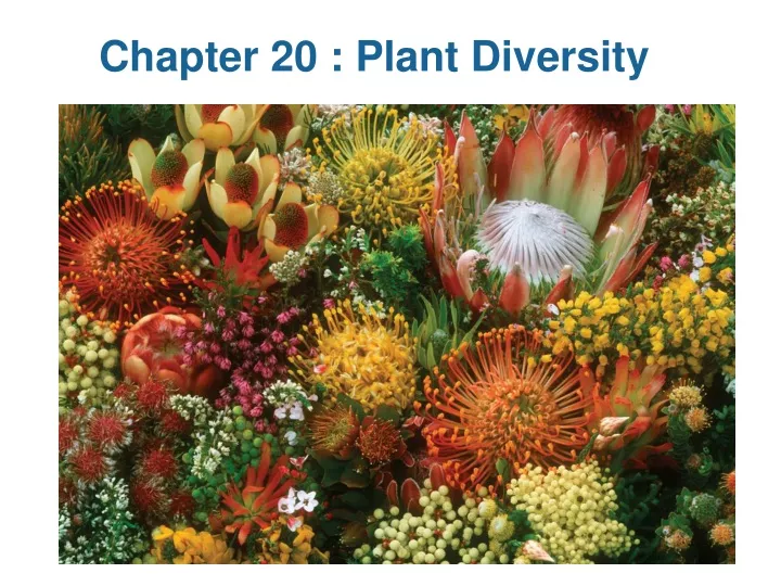 chapter 20 plant diversity