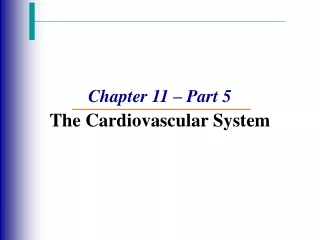 Chapter 11 – Part 5 The Cardiovascular System