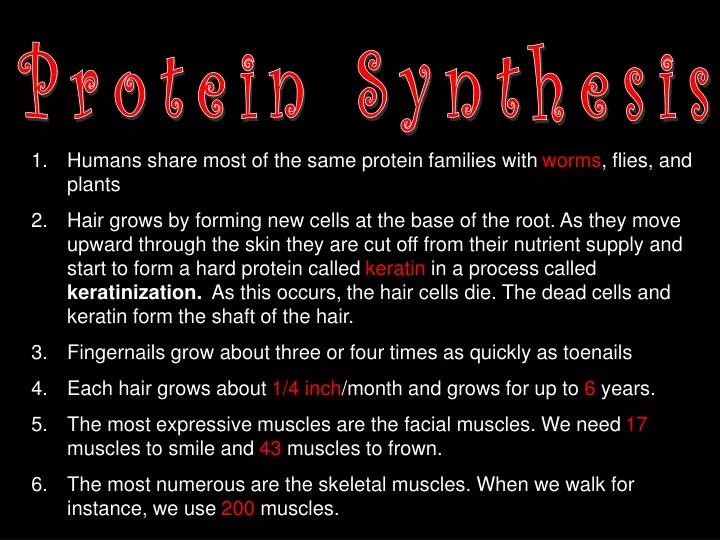 protein synthesis