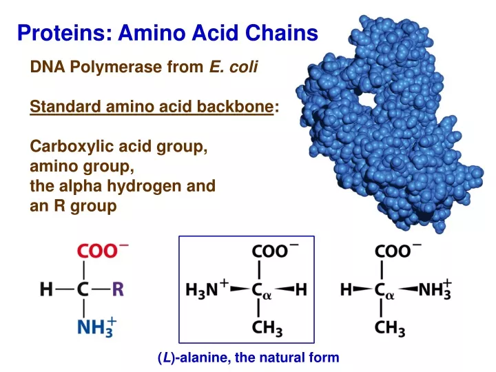 proteins amino acid chains