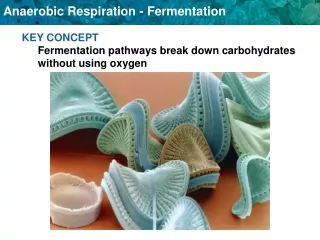 KEY CONCEPT  Fermentation pathways break down carbohydrates without using oxygen