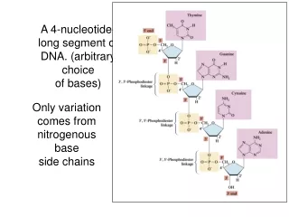 A 4-nucleotide-long segment of DNA. (arbitrary choice  of bases)
