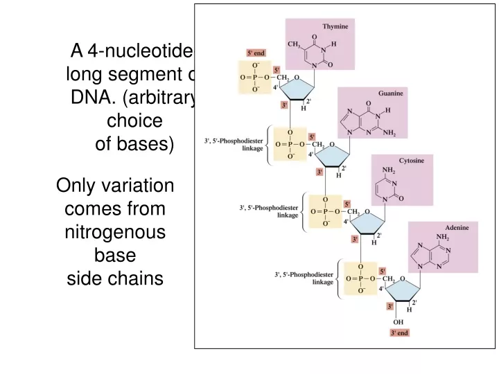 a 4 nucleotide long segment of dna arbitrary choice of bases