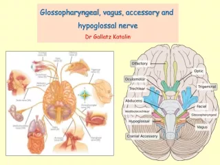 Glossopharyngeal ,  vagus ,  accessory  and  hypoglossal nerve Dr Gallatz  Katalin
