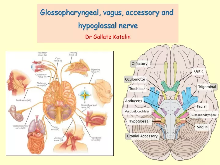 glossopharyngeal vagus accessory and hypoglossal