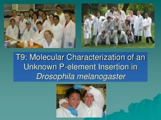 T9: Molecular Characterization of an Unknown P-element Insertion in  Drosophila melanogaster