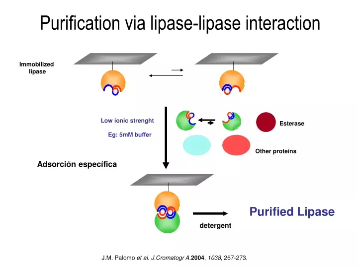 purification via lipase lipase interaction