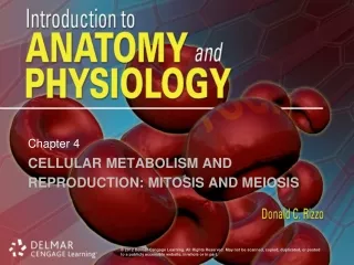 Cellular Metabolism and Reproduction: Mitosis and Meiosis
