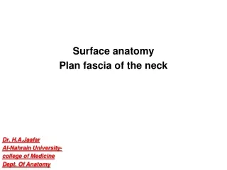 Surface anatomy  Plan fascia of the neck Dr .  H.A.Jaafar Al- Nahrain  University-