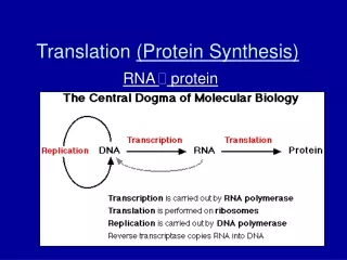 Translation  (Protein Synthesis)