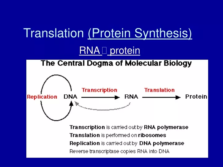 translation protein synthesis