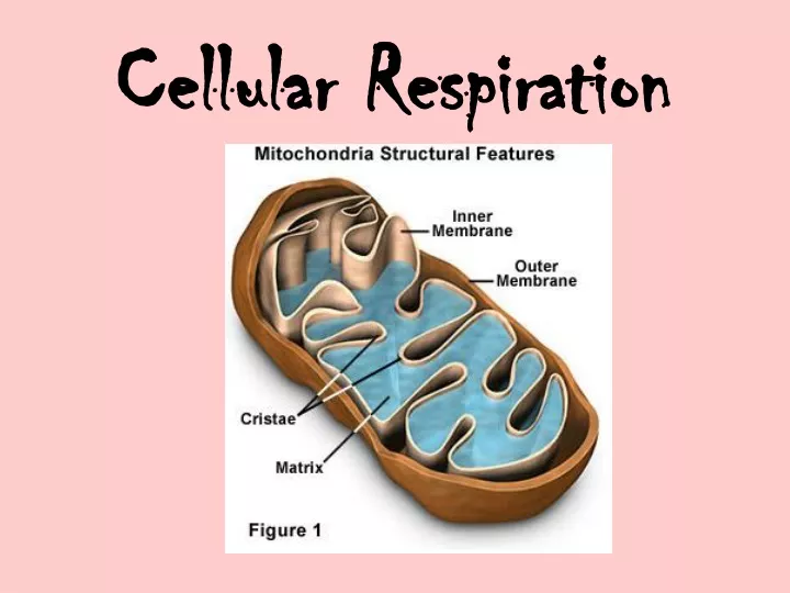 cellular respiration