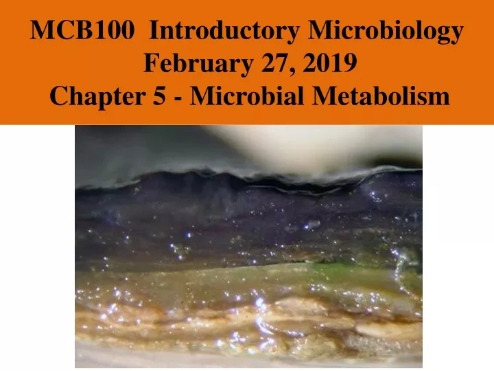 mcb100 introductory microbiology february 27 2019