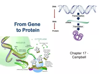 From Gene  to Protein