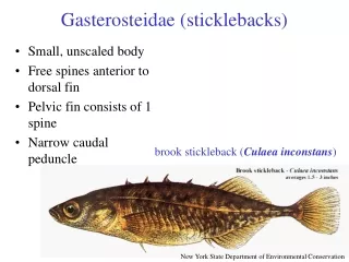 Gasterosteidae (sticklebacks)