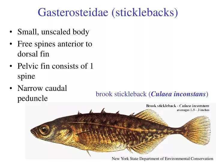 gasterosteidae sticklebacks